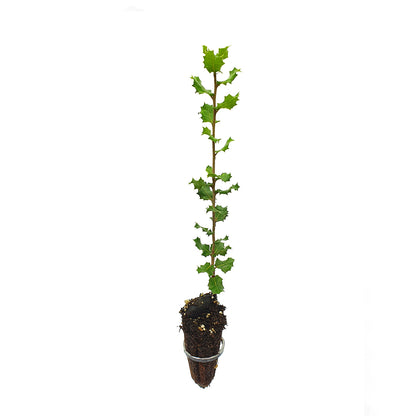 Quercus coccifera - quercia spinosa (Alveolo forestale)