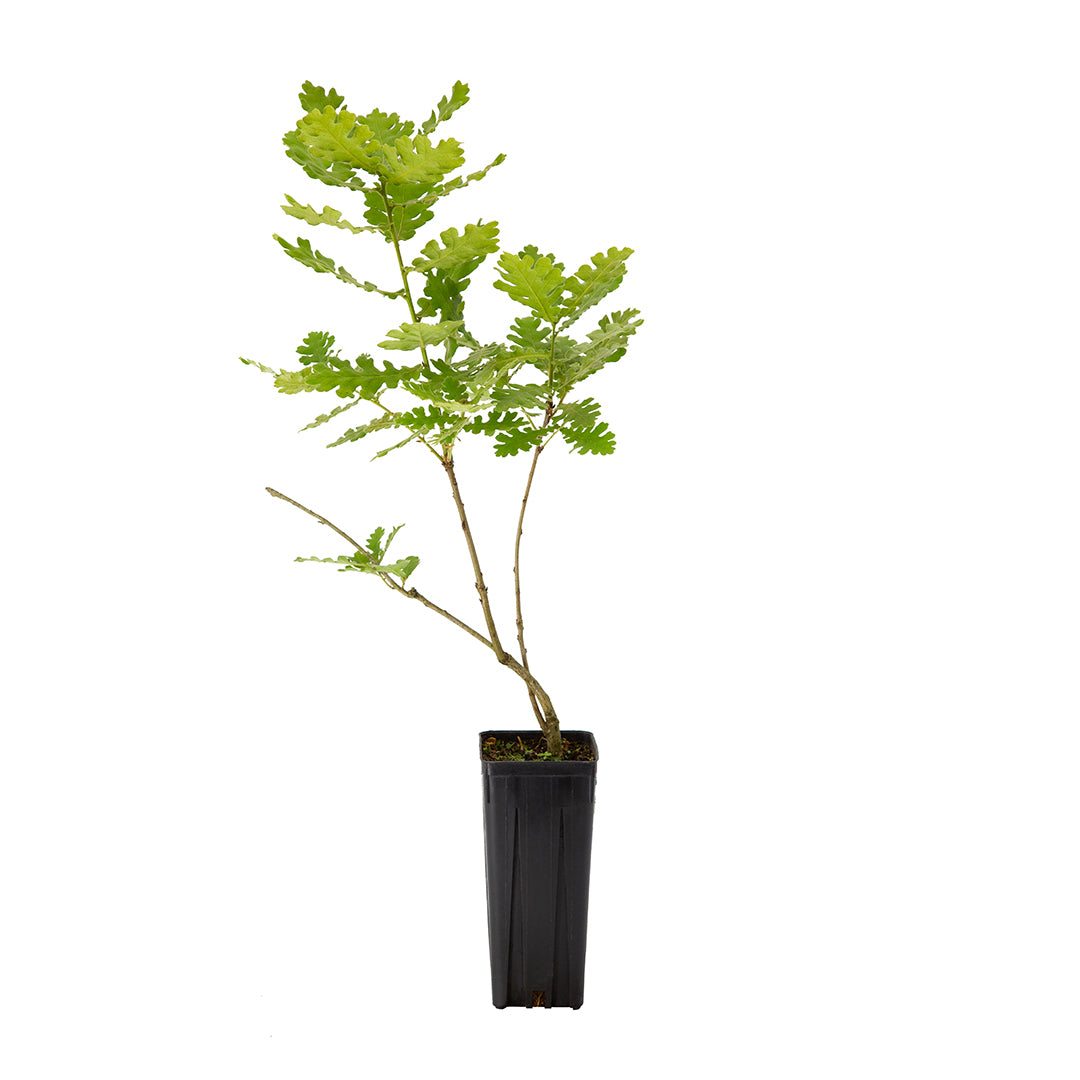 Quercus frainetto - farnetto (Vaso quadro 9x9x20 cm)