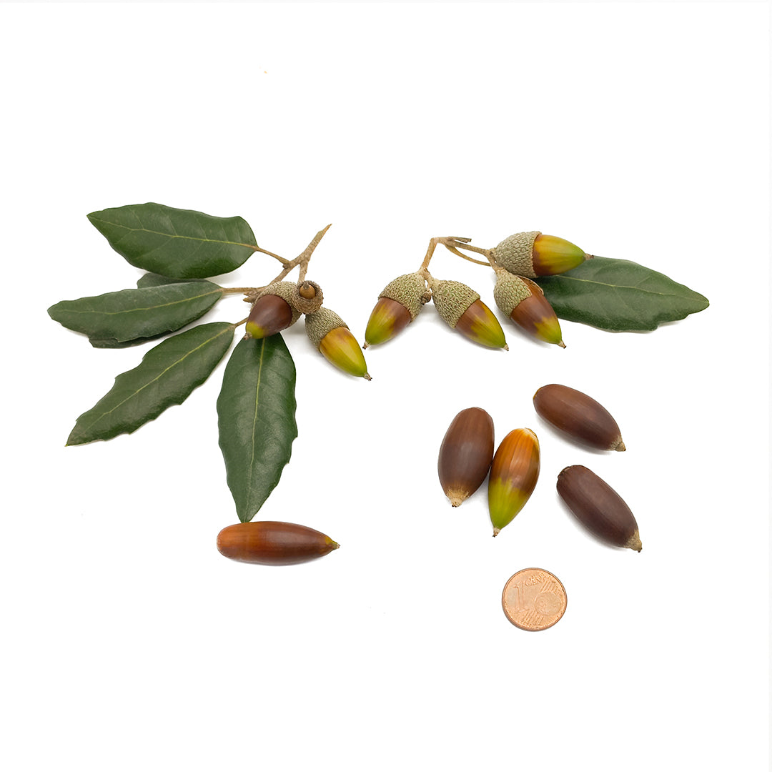 Quercus ilex - holm oak - 5 Seeds