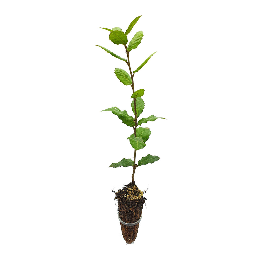 Quercus ilex - leccio (Alveolo forestale)