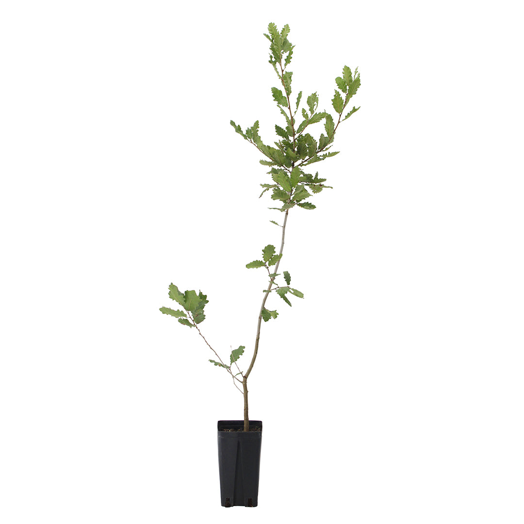 Quercus ithaburensis subsp. macrolepis - vallonea (Vaso quadro 12x12x20 cm)