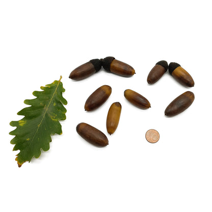 Quercus macranthera - Quercia Persiana (3 semi)