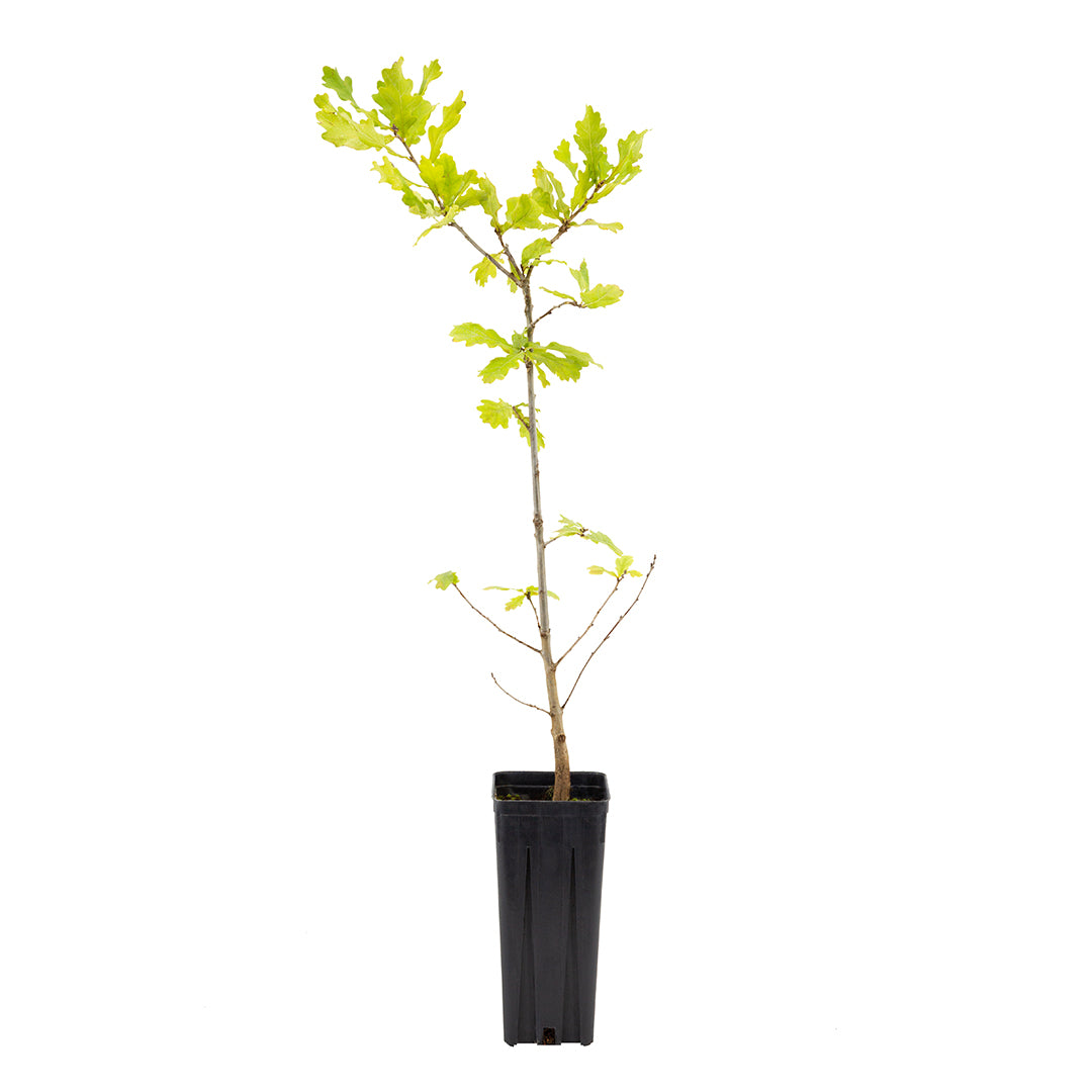 Quercus robur - farnia (Vaso quadro 9x9x20 cm)