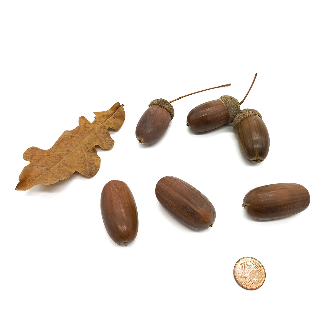 Quercus robur - farnia (5 semi)