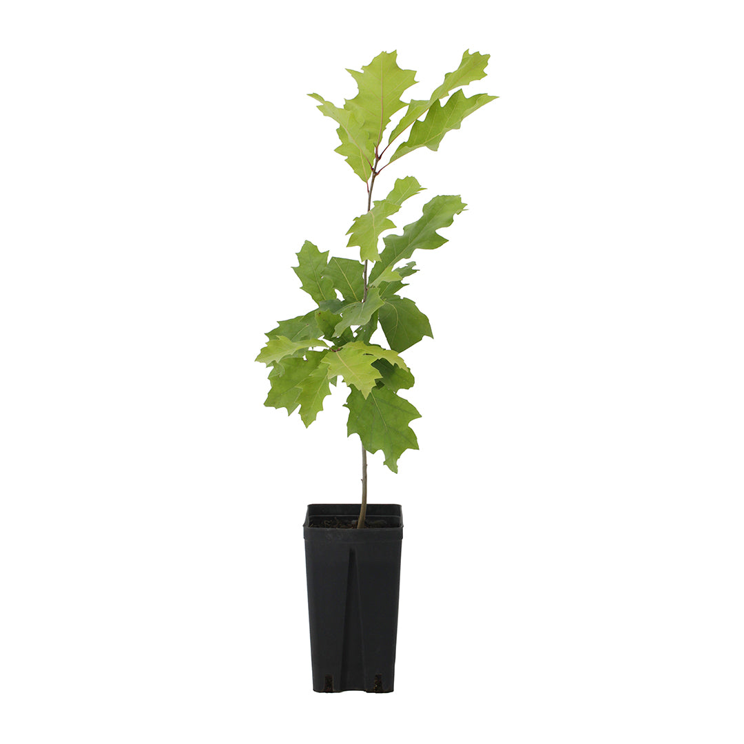 Quercus rubra - quercia rossa (Vaso quadro)