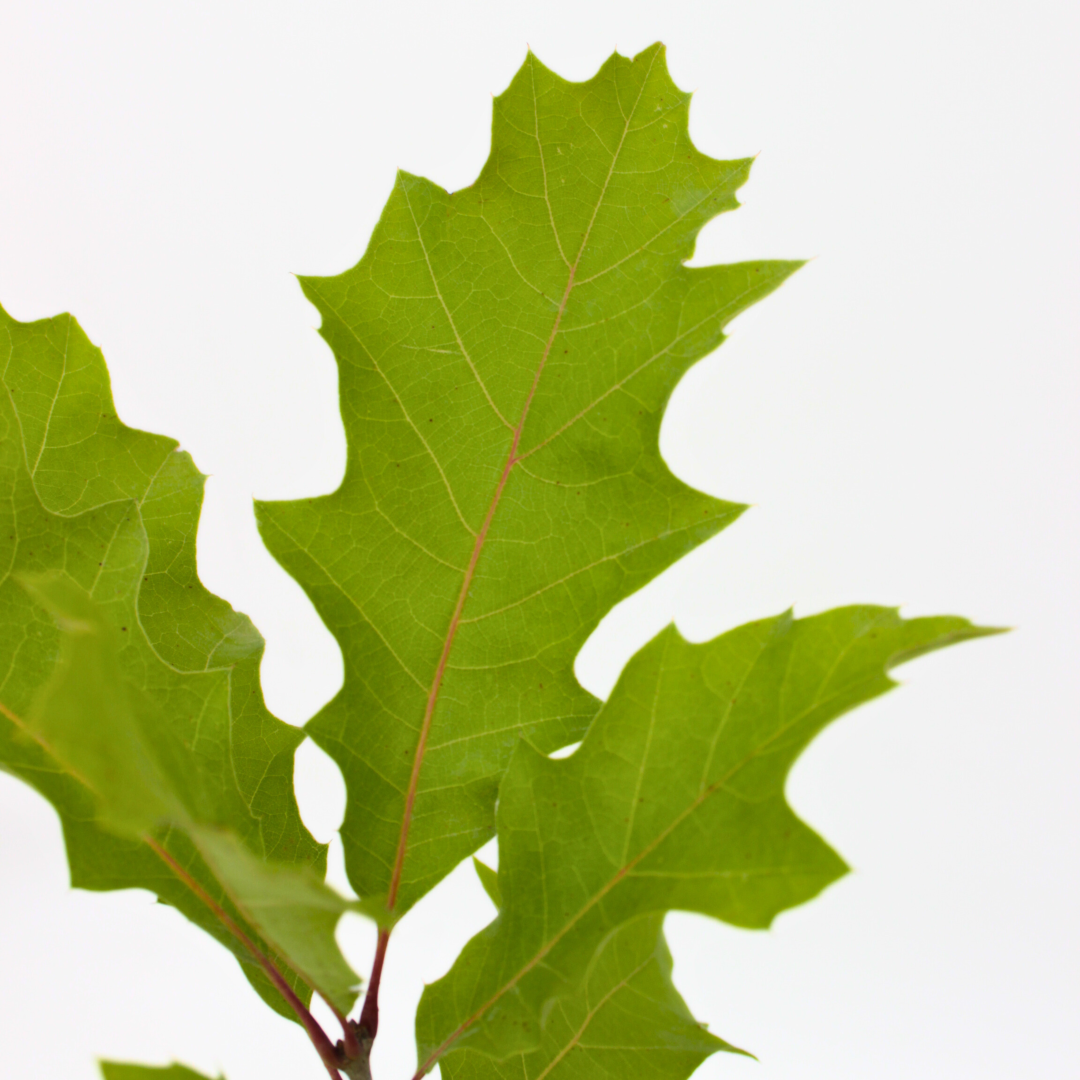 Quercus rubra - quercia rossa (Vaso quadro)