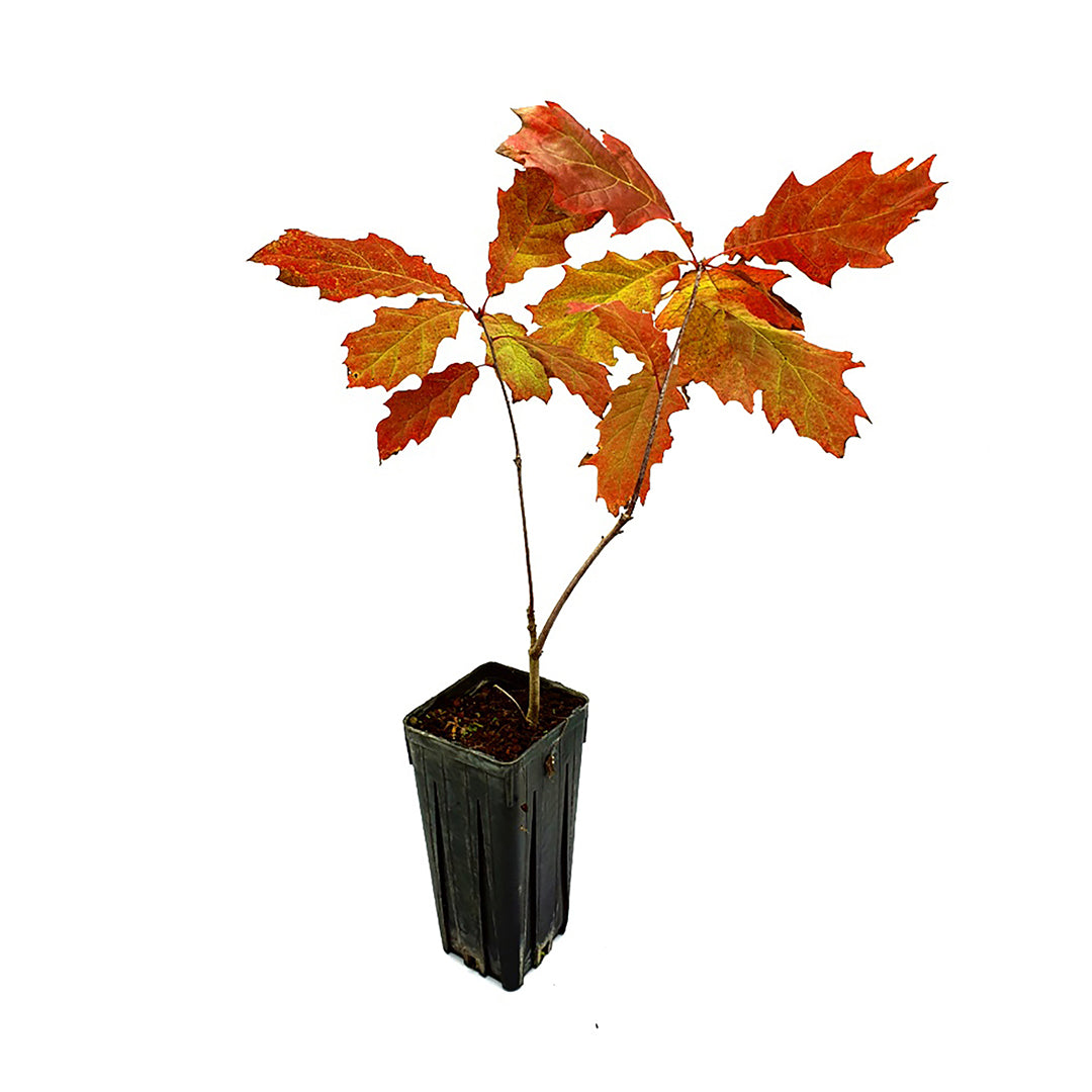 Quercus rubra - quercia rossa (Vaso quadro 9x9x20 cm)