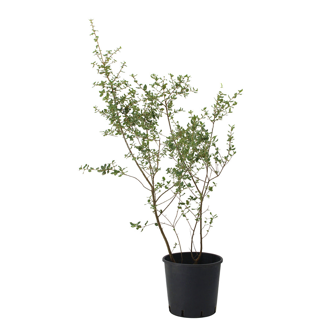 Quercus suber - cork tree (Pot 24 cm)