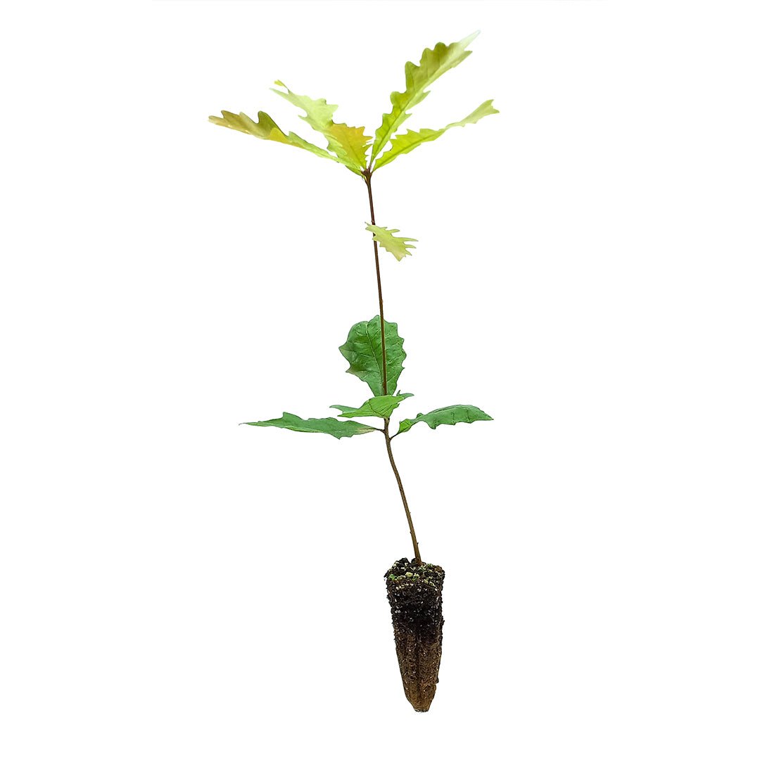 Quercus x megaleia - Quercia di Laughlin (Alveolo forestale)