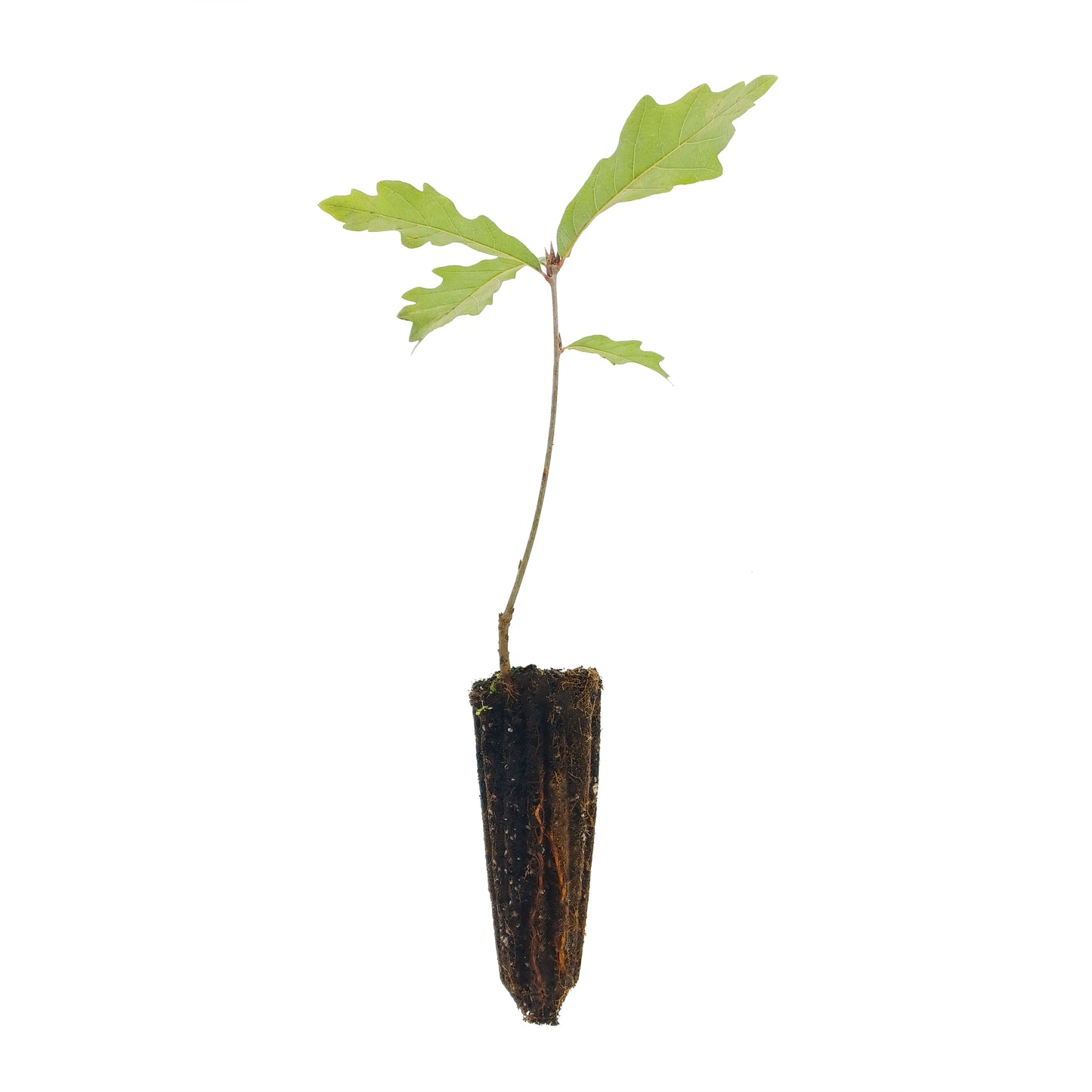 Quercus x saulii - Quercia di Saul (Alveolo forestale)