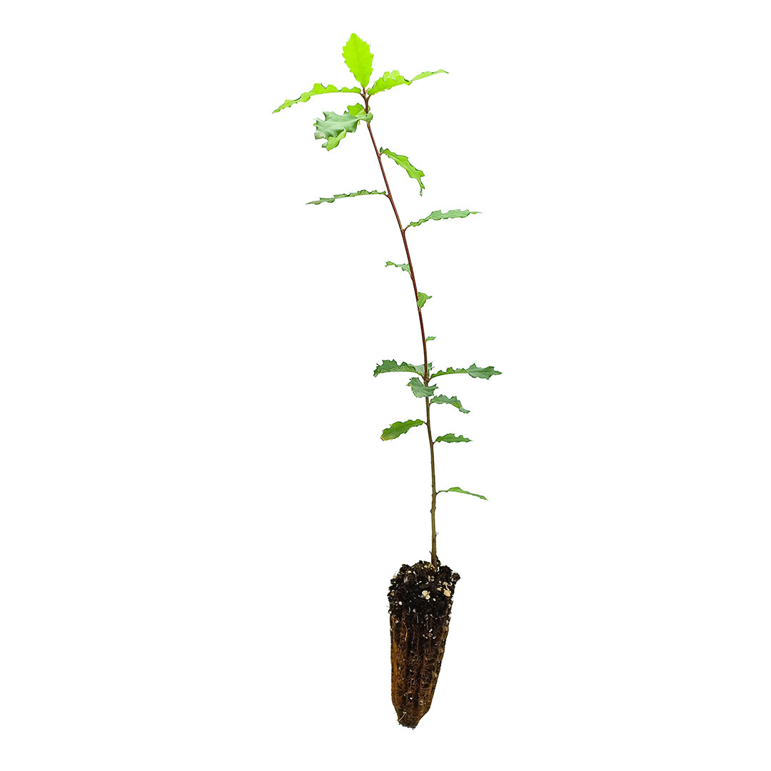 Quercus x streimii sin. Quercus pubescens x Quercus petraea - Stremer oak (forest alveolus)