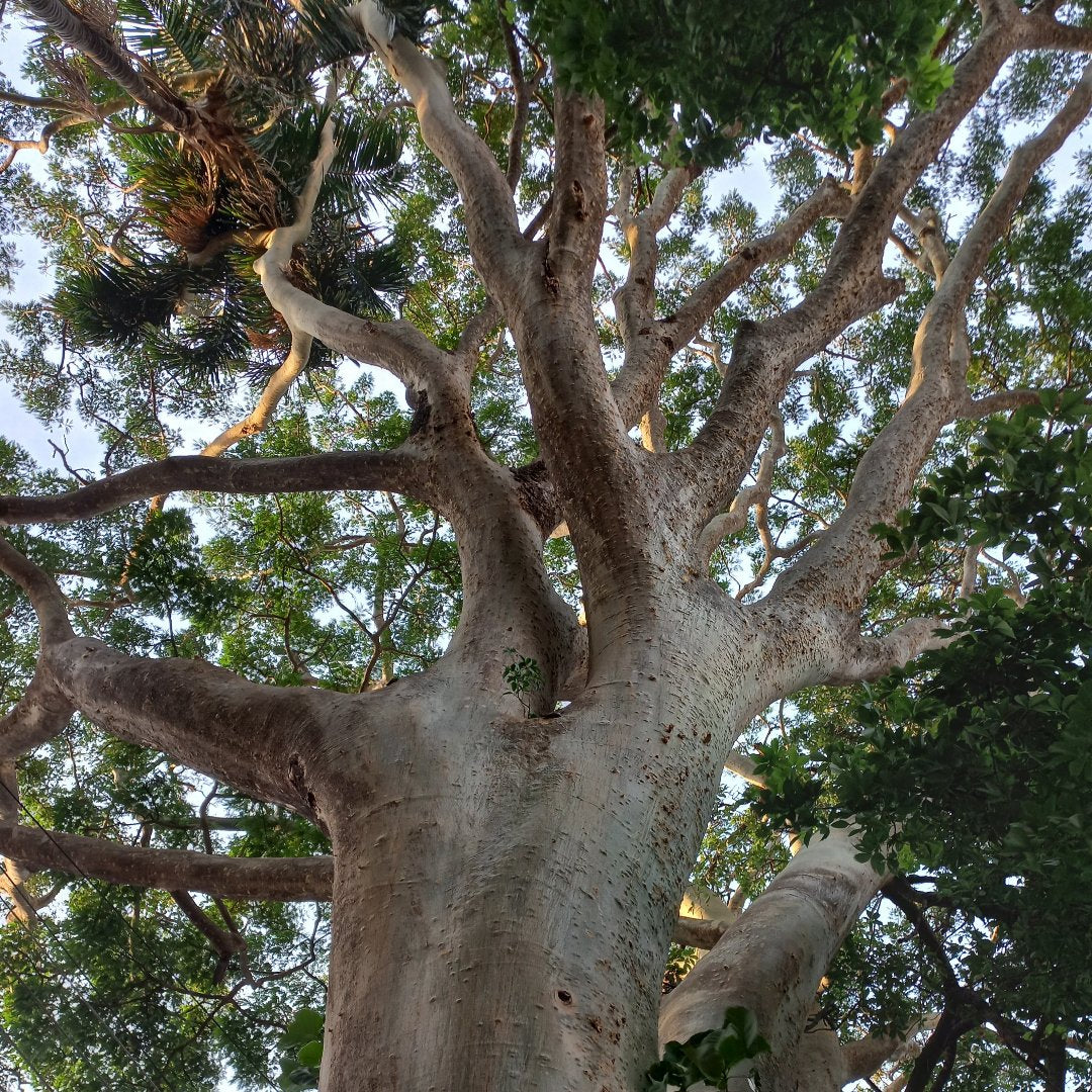 Albizia niopoides - tronco giallo (Alveolo forestale)