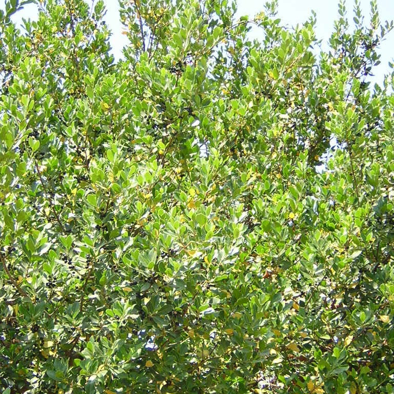 Rhamnus alaternus - buckthorn (Forest buckthorn)