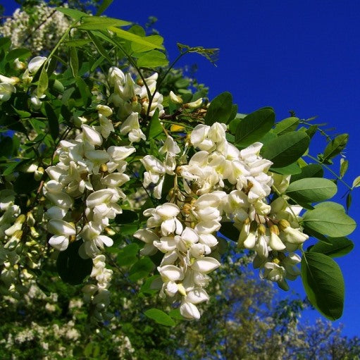 Robinia pseudoacacia - robinia (Vaso quadro 9x9x20 cm)