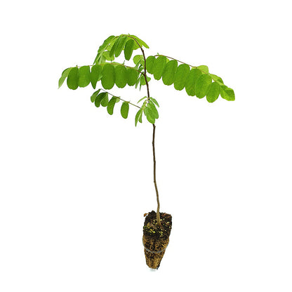 Robinia pseudoacacia - robinia (Alveolo forestale)