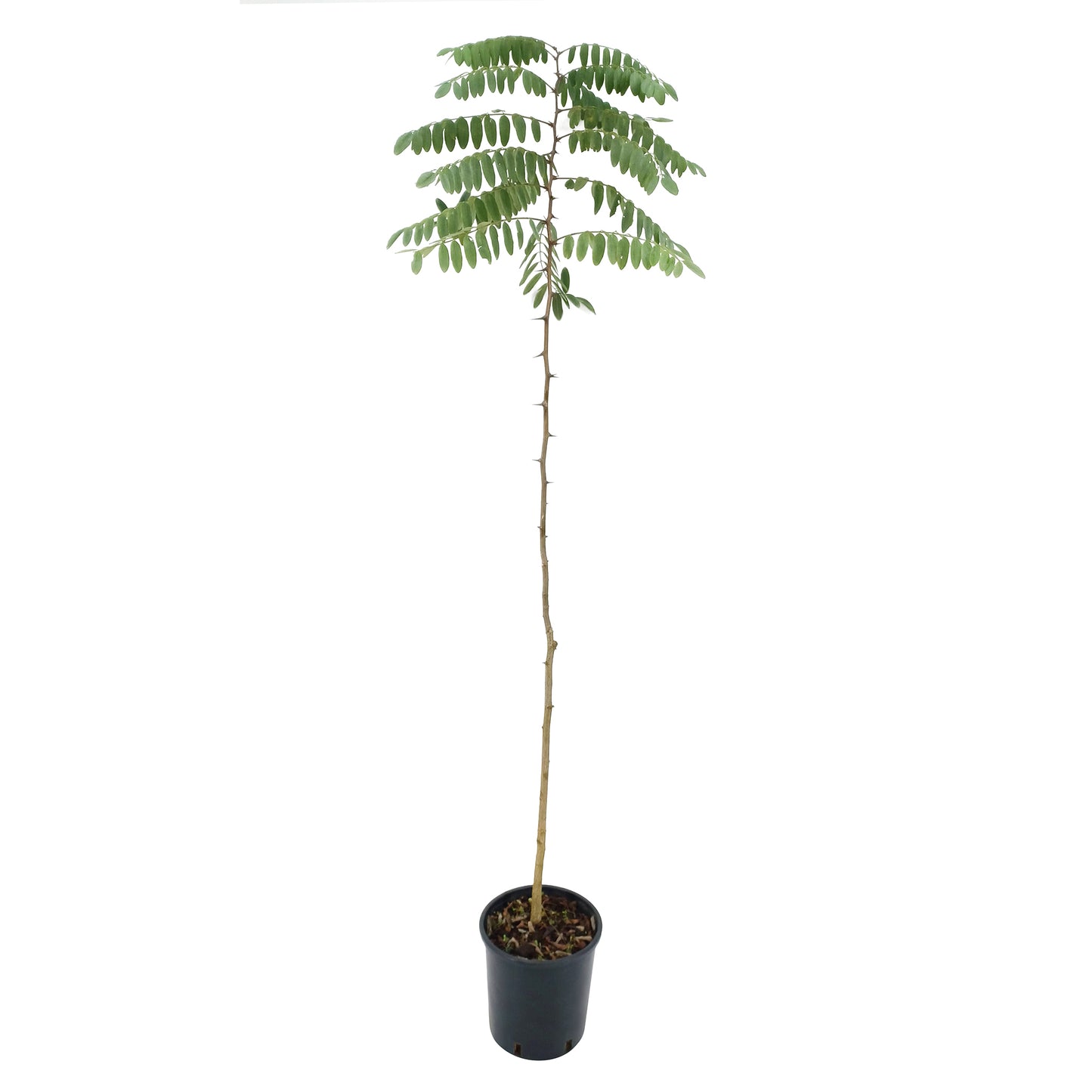 Robinia pseudoacacia - black locust (Pot 18 cm)