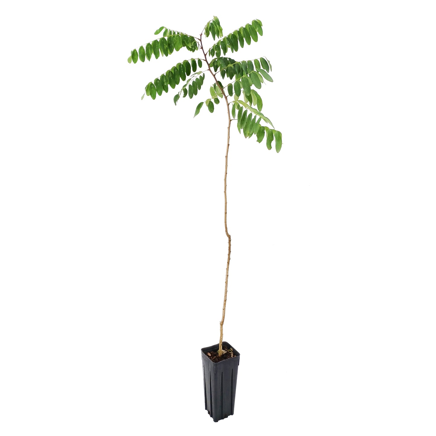 Robinia pseudoacacia - robinia (Vaso quadro 9x9x20 cm)