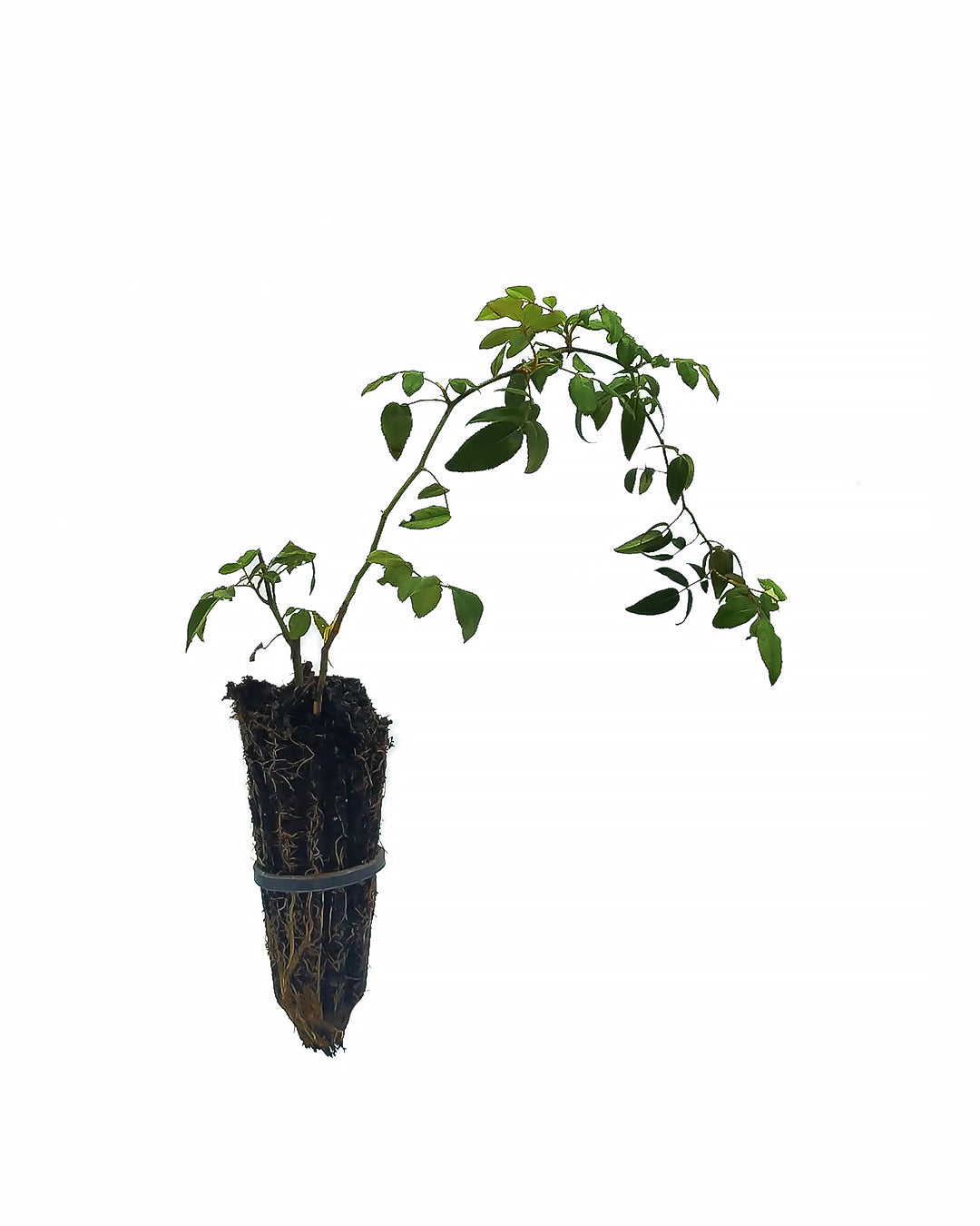 Rosa sempervirens - St. John's rose (Forest alveolus)