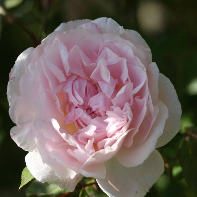 Rosa indica odorata - rosa rosa rampicante (Alveolo forestale)