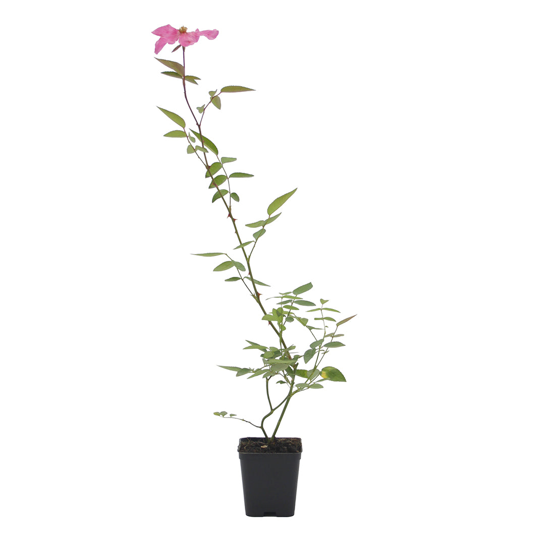 Rosa chinensis cv "mutabilis" - rosa arcobaleno (Vaso quadro 7x7x10 cm)
