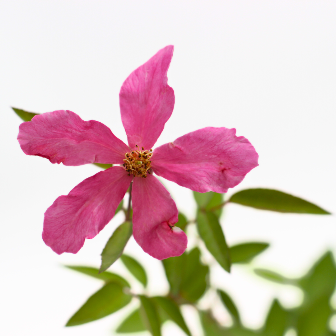 Rosa chinensis cv "mutabilis" - rosa arcobaleno (Vaso quadro 7x7x10 cm)
