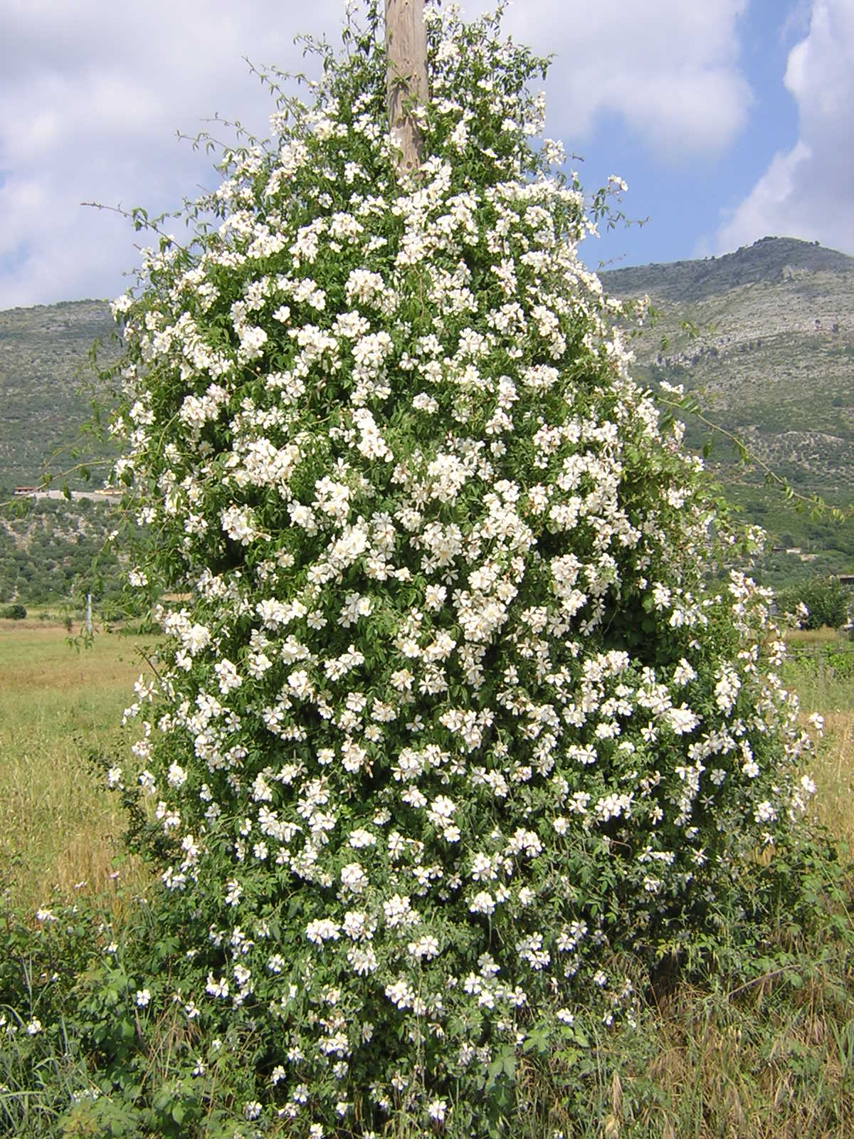 Rosa sempervirens - St. John's rose (Forest alveolus)