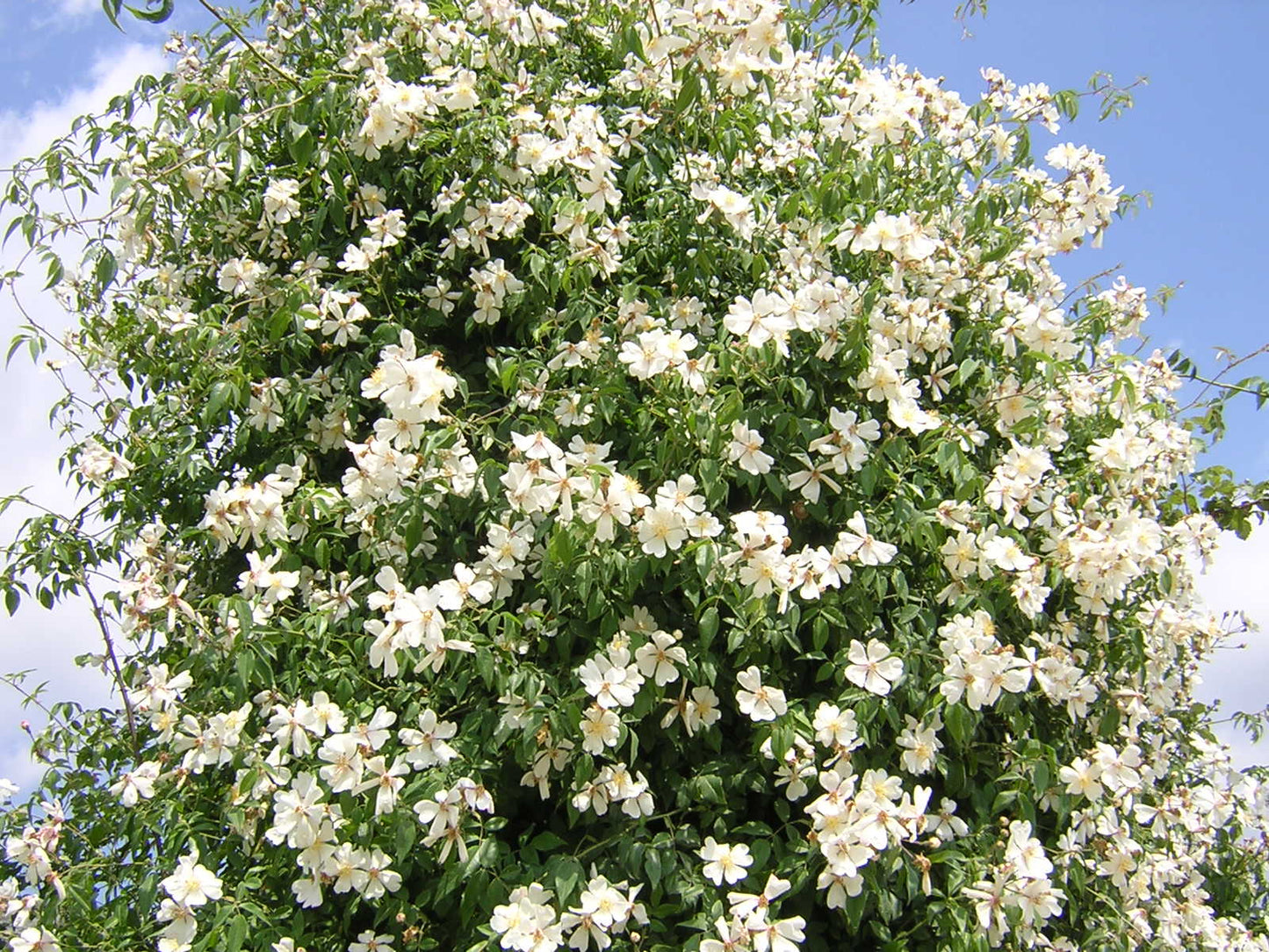 Rosa sempervirens - St. John's rose (Forest alveolus)