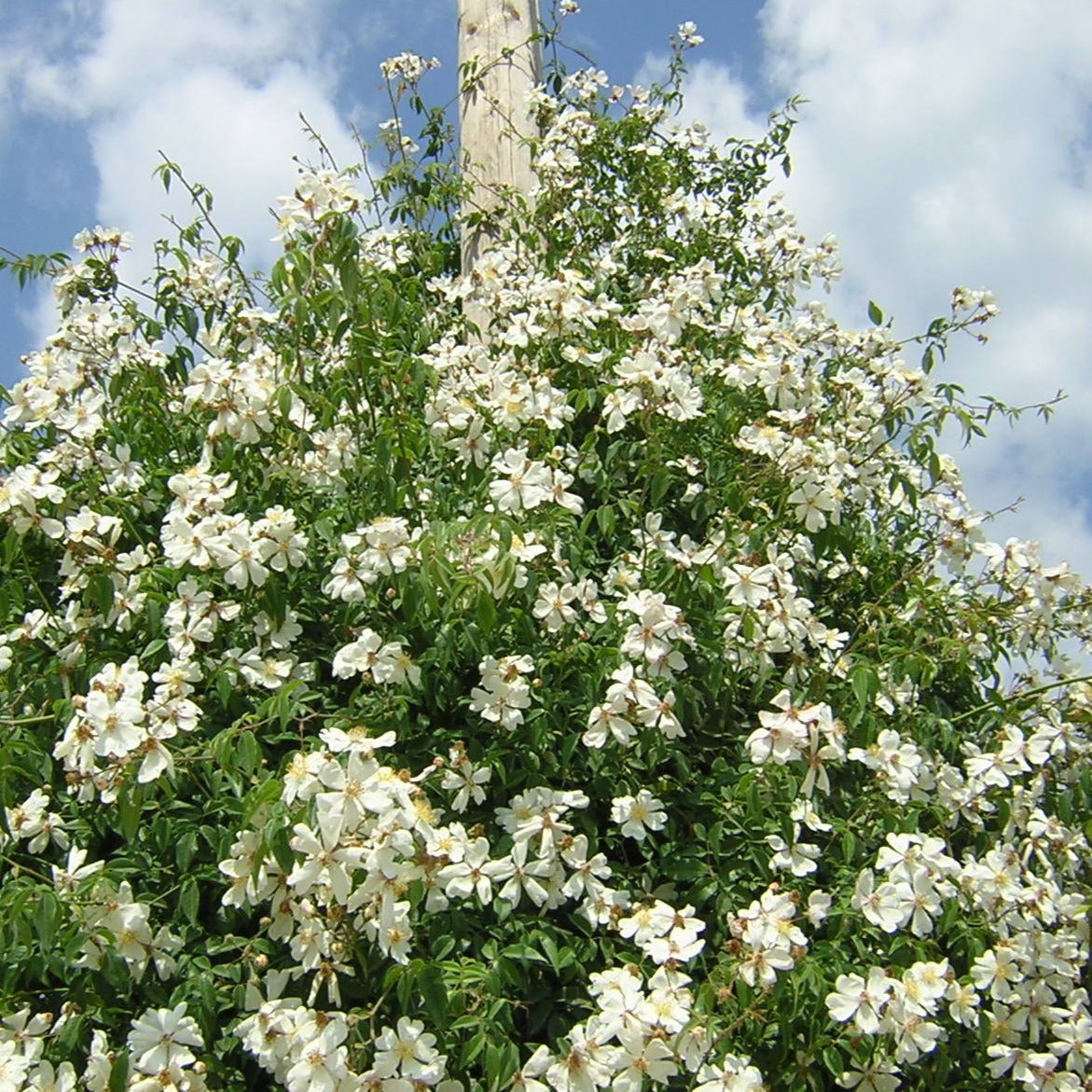 Rosa sempervirens - St. John's rose (Forest alveolus)