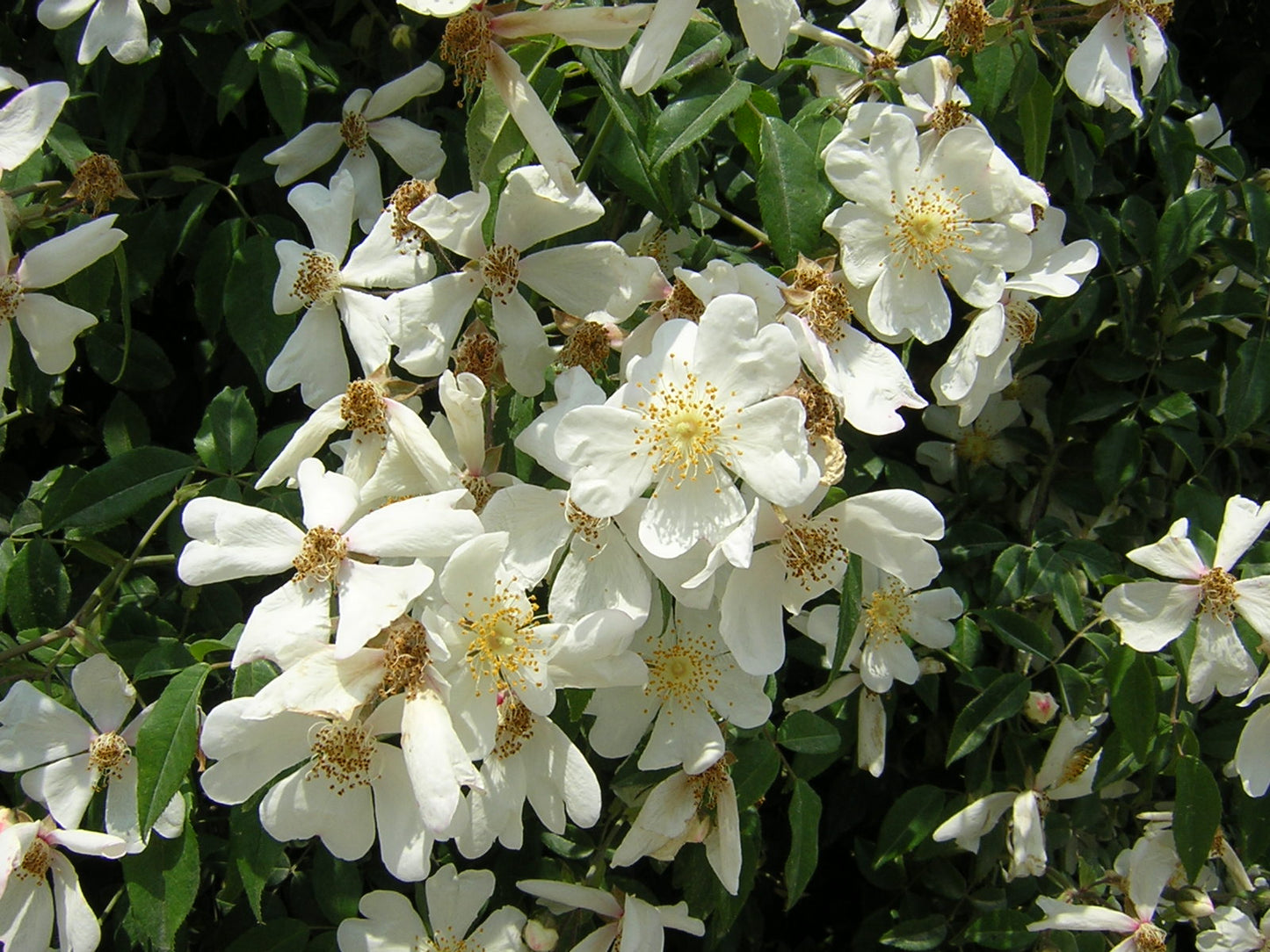 Rosa sempervirens - St. John's rose (Forest alveolus)