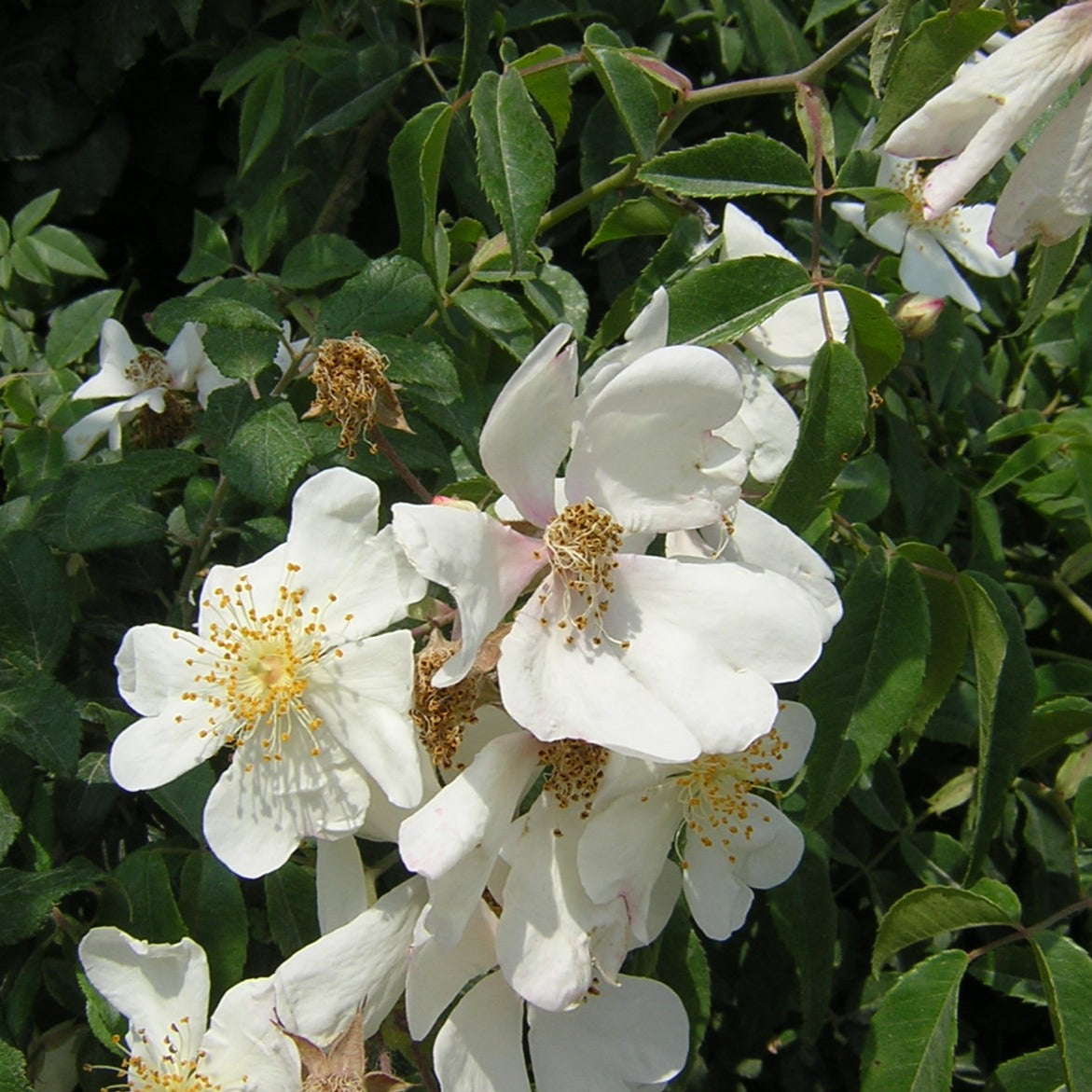 Rosa sempervirens - rosa di San Giovanni (Alveolo forestale)