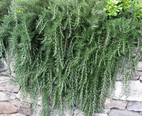 Rosmarinus officinalis prostratus - rosmarino prostrato (Alveolo forestale)