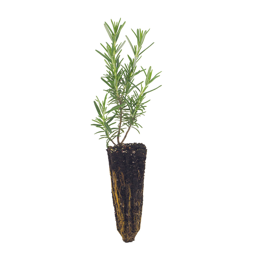 Rosmarinus officinalis erectus - rosmarino eretto SET 2 PIANTE (Alveolo forestale)