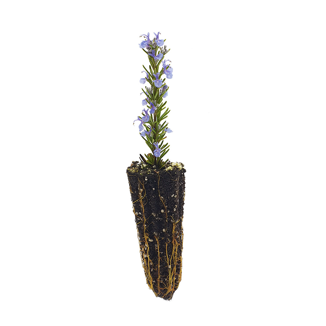 40x Rosmarinus officinalis seeds prostratus cv. "Super blue" - rosemary seeds prostrate blue flowers (Offer 40 forest cells)