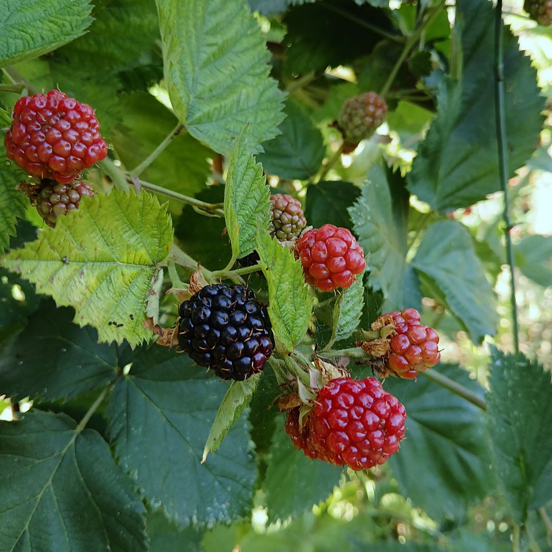 Rubus fruticosus cv. "Chester" - blackberries without thorns (Square vase 9x9x13 cm)