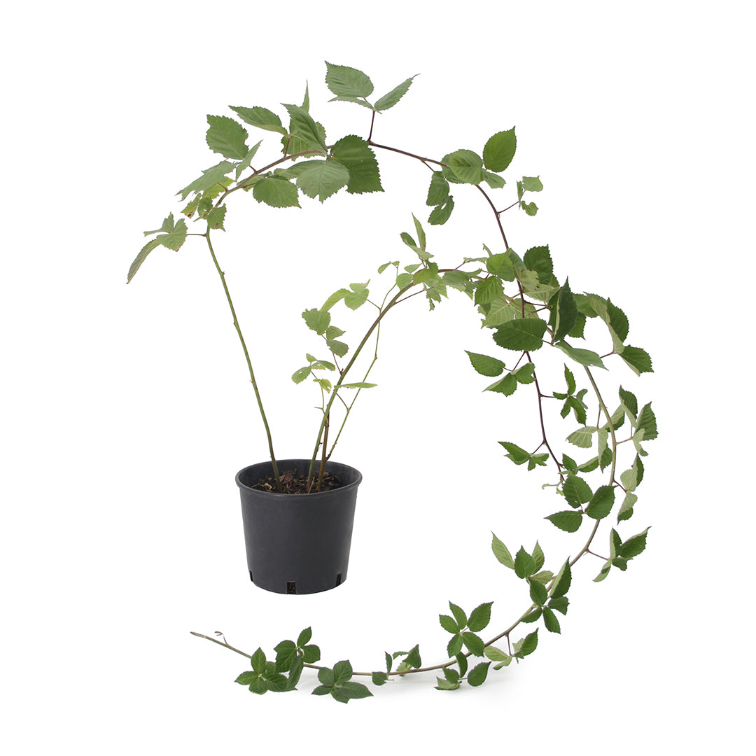 Rubus fruticosus cv. "Chester" - more senza spine (Vaso 18 cm)
