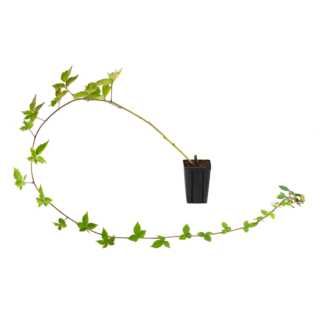 Rubus fruticosus cv. "Chester" - more senza spine (Vaso quadro 9x9x13 cm)