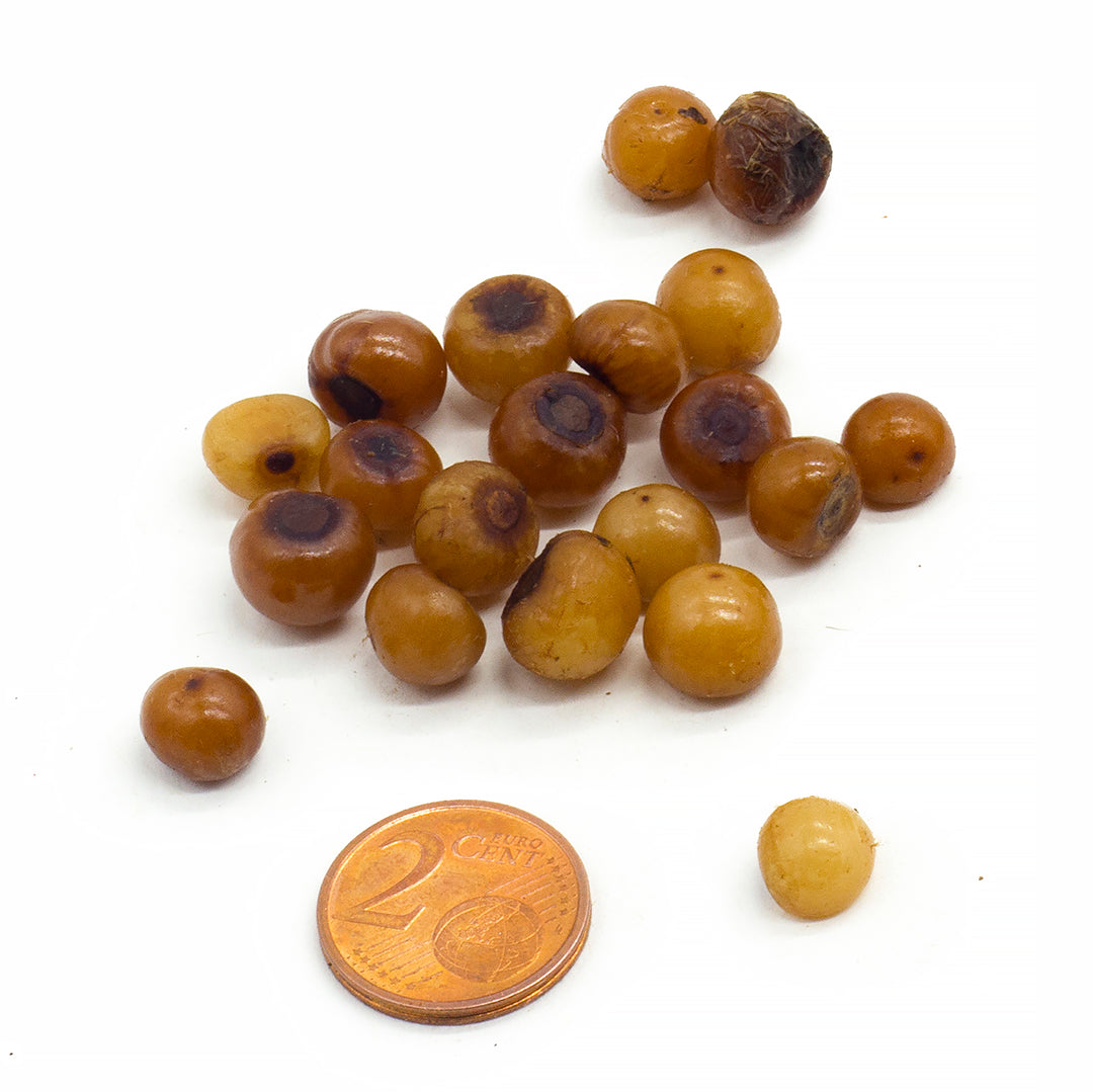 Ruscus aculeatus - butcher's broom - 5 Seeds