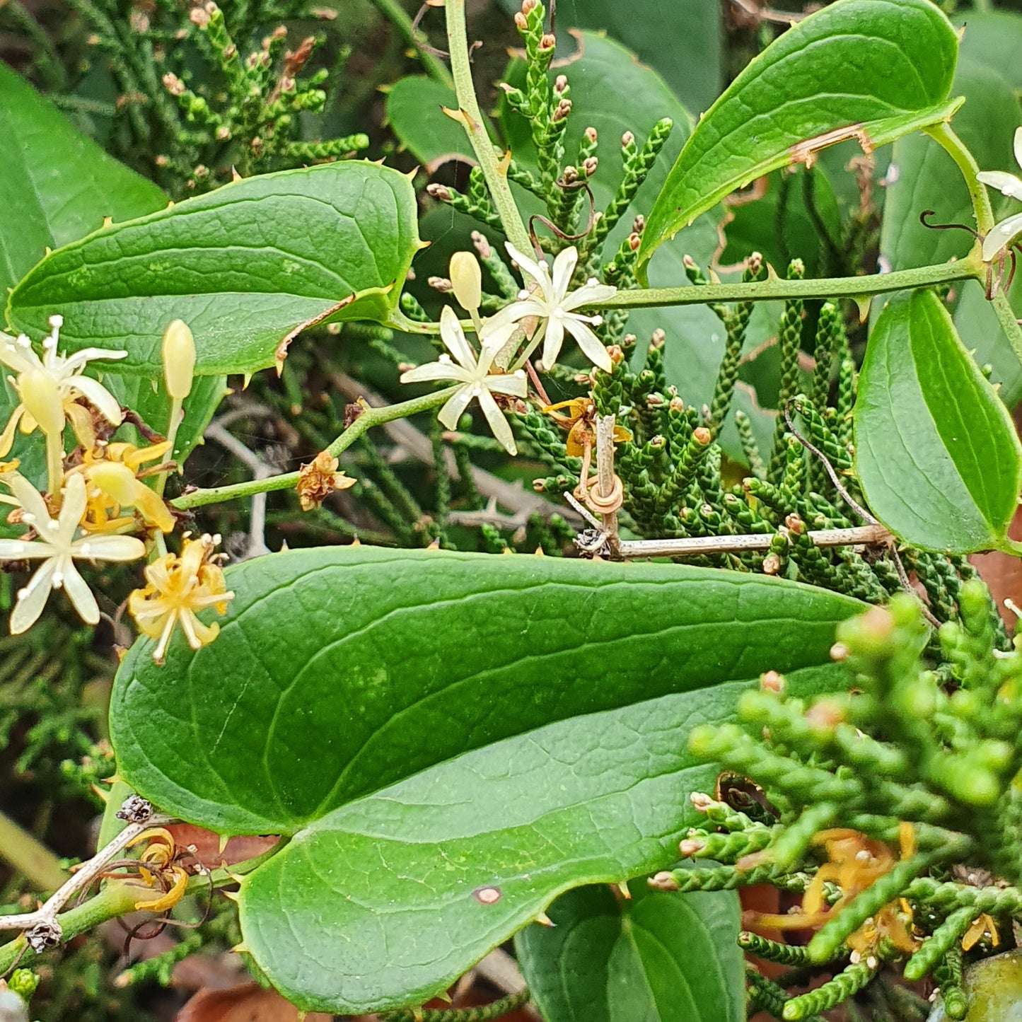 Smilax aspera - sarsaparilla, sarsaparilla (forest honeycomb)
