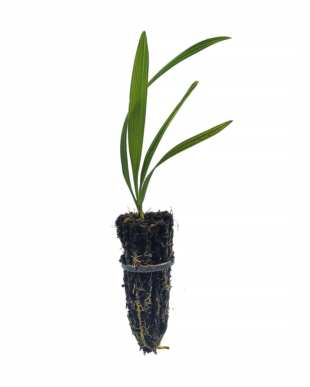 Sabal minor - sabal (Forestry alveolus)