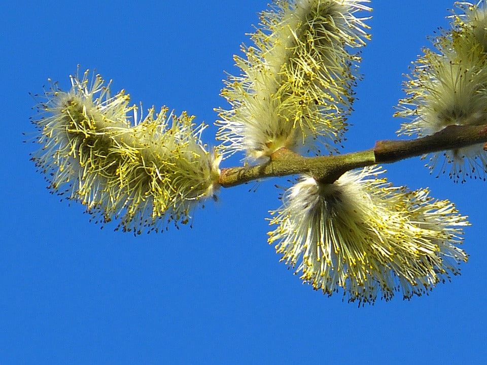 Salix caprea - salicone (Alveolo forestale)