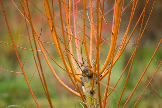 Salix alba subsp. Vitellina - Salice dorato (Alveolo forestale)