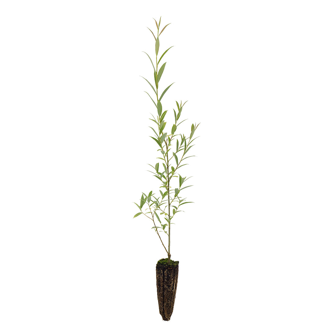 Salix alba subsp. Tristis - Salice bianco piangente (Alveolo forestale)