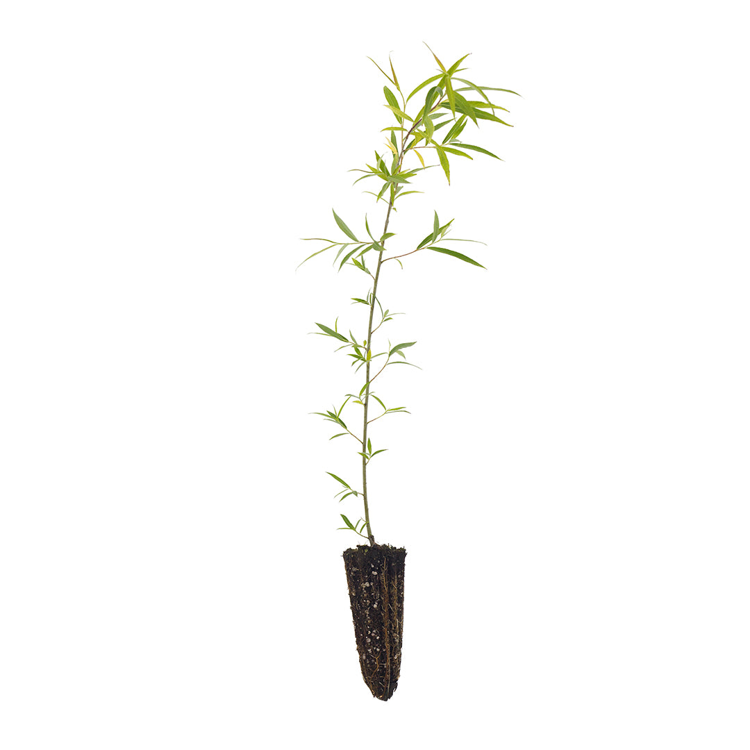 Salix babylonica - salice piangente (Alveolo forestale)