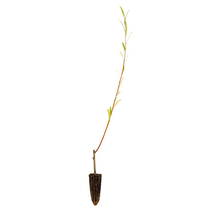 Salix alba x fragilis - salice ibrido (Alveolo forestale)
