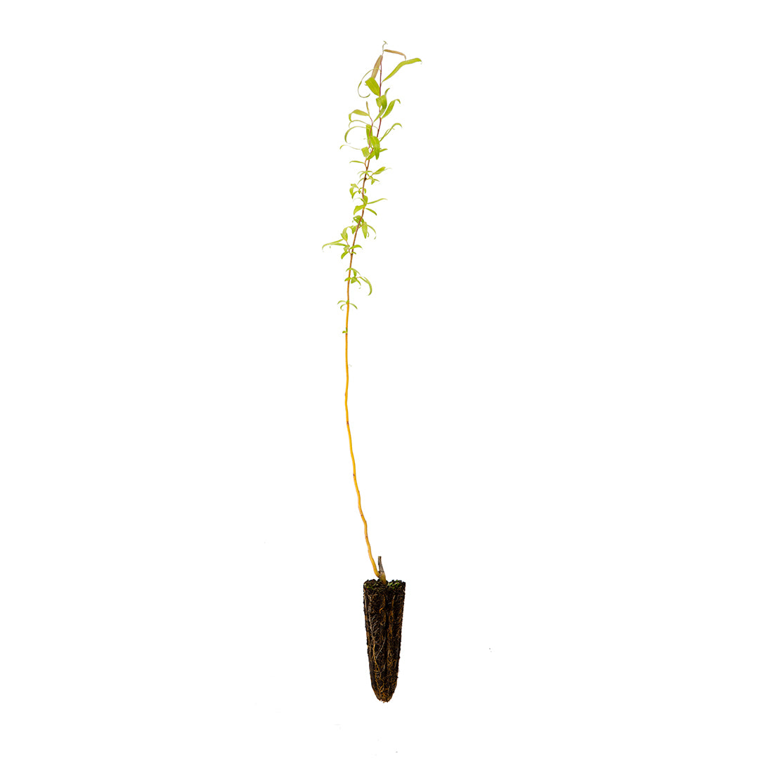 Salix matsudana tortuosa aurea - salice contorto (Alveolo forestale)