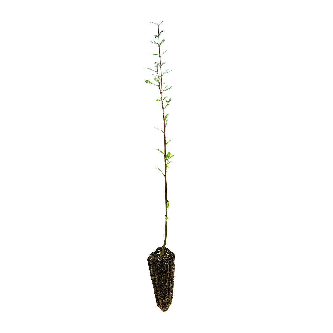 Salix purpurea (Alveolo Forestale)