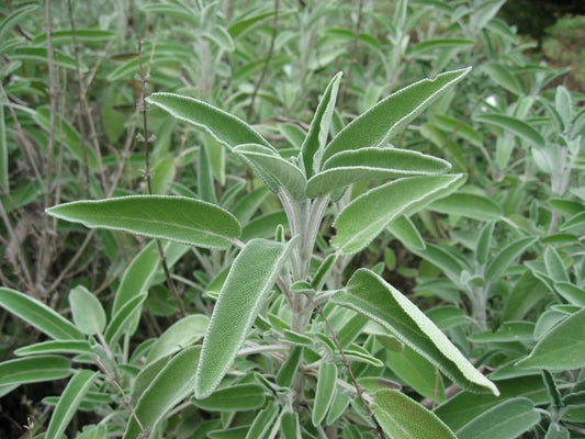 Salvia officinalis (ecotipo Sonnino, LT) - salvia (Alveolo forestale)
