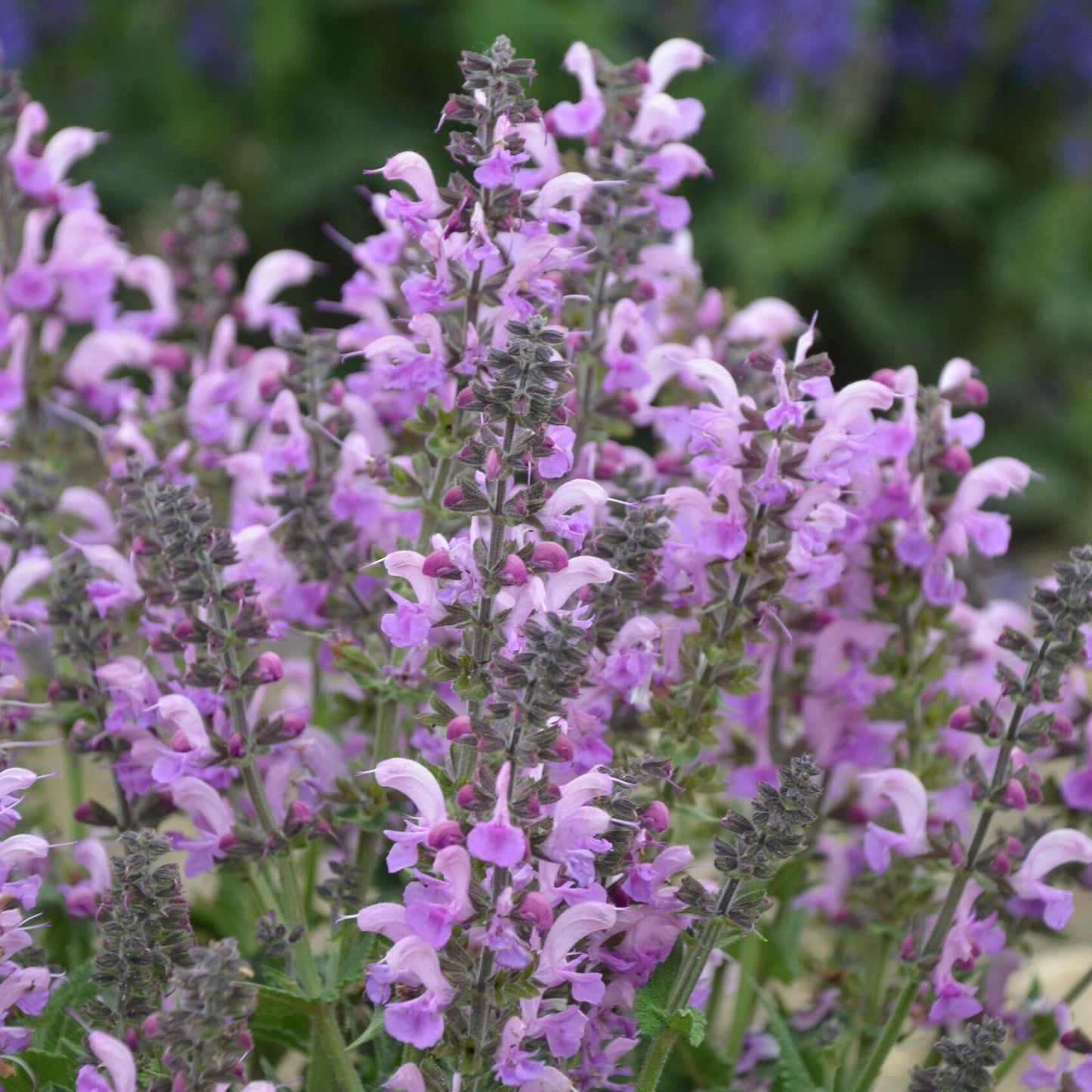 Salvia greggii (fiore lilla) - salvia di Gregg (Vaso quadro 7x7x8 cm)