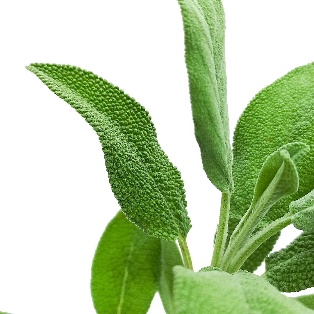 Salvia officinalis (ecotipo Sonnino, LT) - salvia (Alveolo forestale)