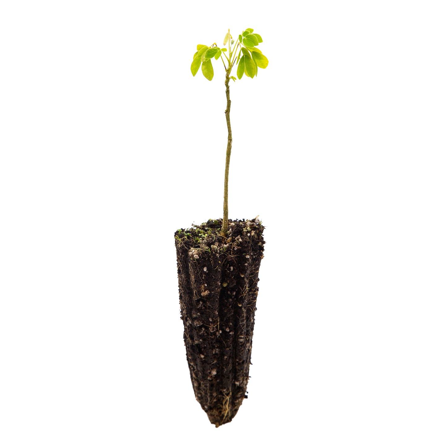 Samanea (sin Albizia) tubulosa - albizia suberosa (Alveolo forestale)